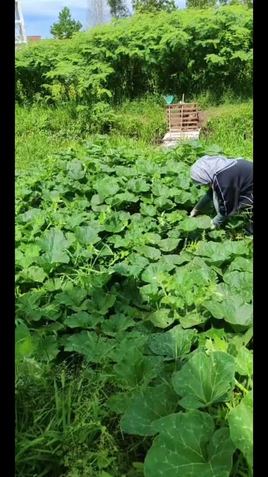 Post 1 by DrSinda on TikTok (video)