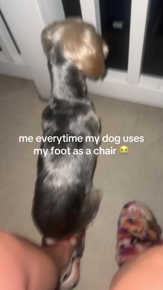 Post 7 by Lil Jordy on TikTok (video)