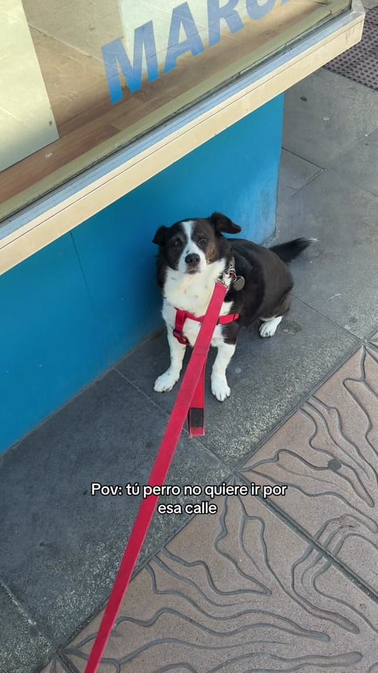 Post 9 by Lucía BF on TikTok (video)
