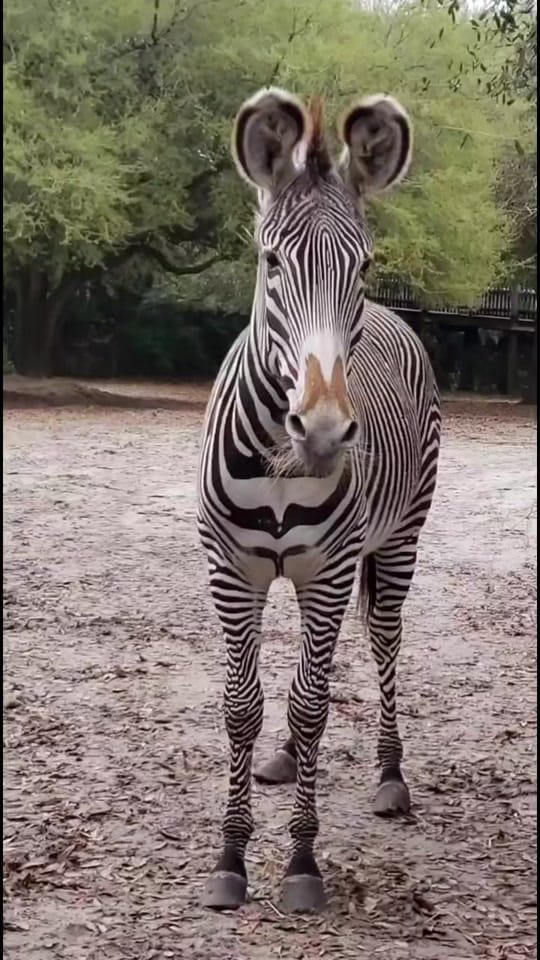 Post 8 by florabykora on TikTok (video)