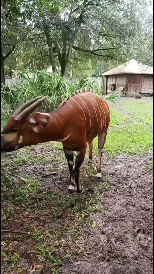 Post 9 by florabykora on TikTok (video)