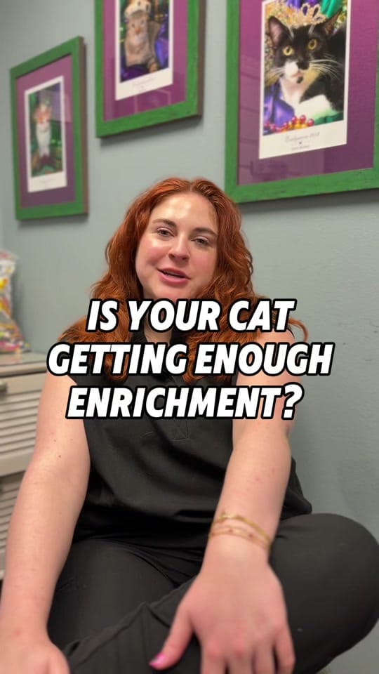 Post 9 by The Cat Practice on TikTok (video)