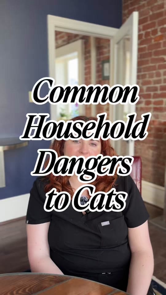 Post 3 by The Cat Practice on TikTok (video)