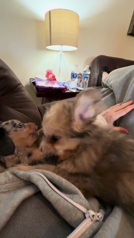 Post 10 by Tishslapahoe on TikTok (video)