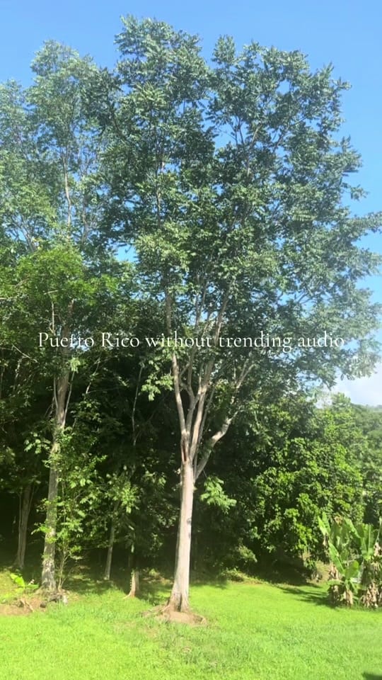 Post 7 by Frances Nicole Rivera on TikTok (video)