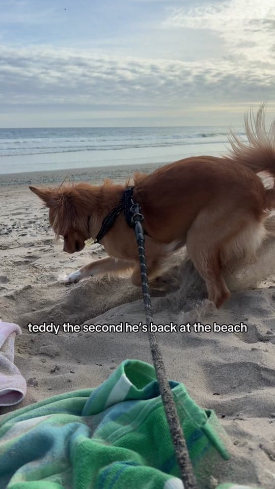 Post 4 by Teddy Bear & Sar 🧸 on TikTok (video)