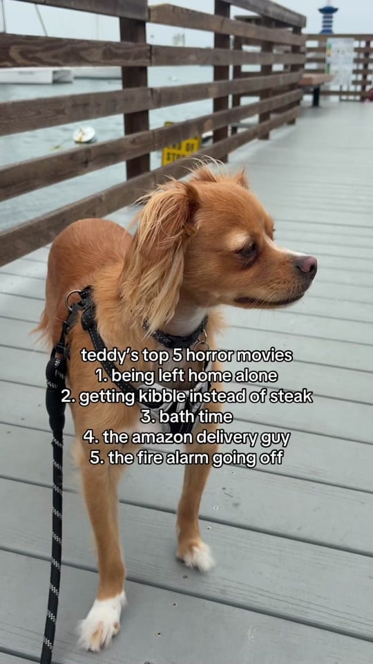 Post 5 by Teddy Bear & Sar 🧸 on TikTok (video)