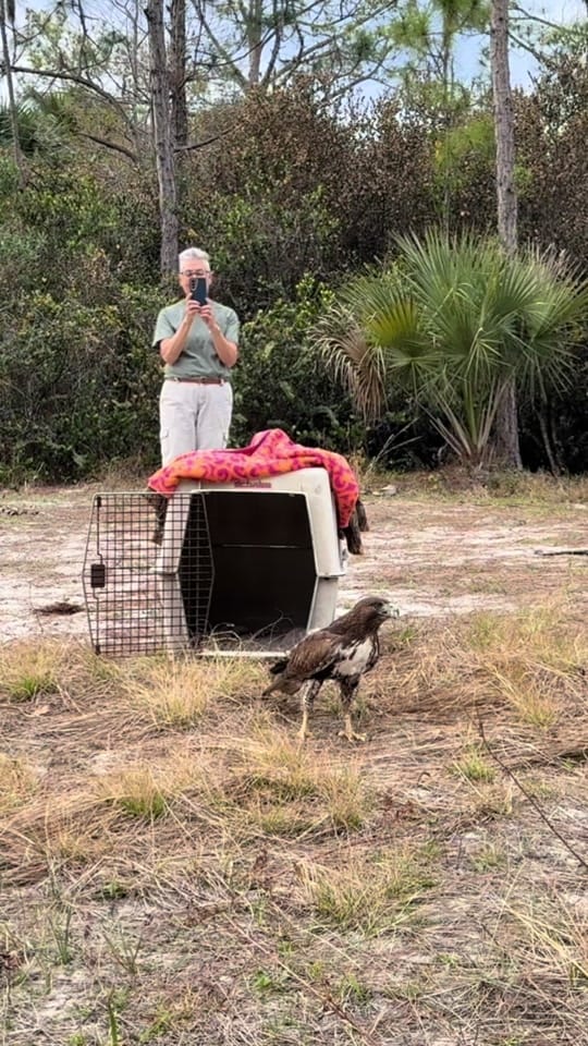 Post 5 by BuschWildlifeSanctuary on TikTok (video)