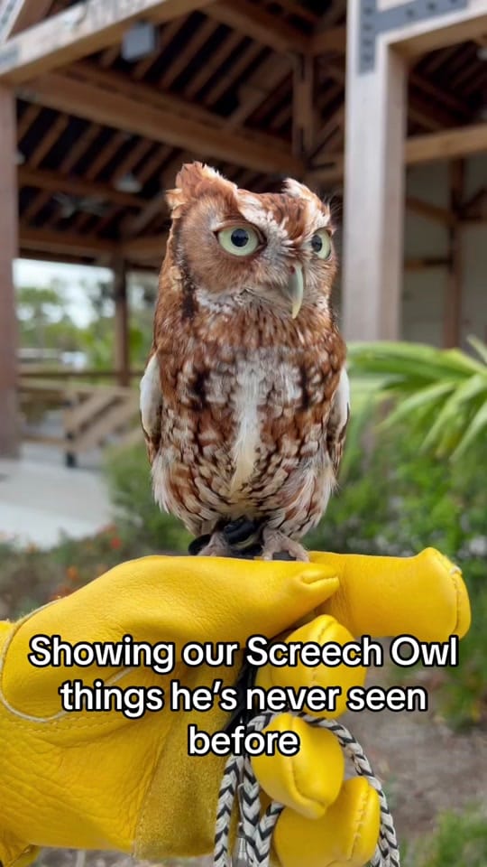 Post 10 by BuschWildlifeSanctuary on TikTok (video)