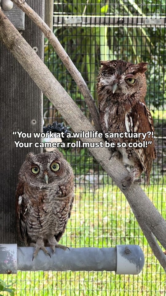 Post 1 by BuschWildlifeSanctuary on TikTok (video)