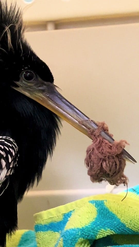 Post 2 by BuschWildlifeSanctuary on TikTok (video)