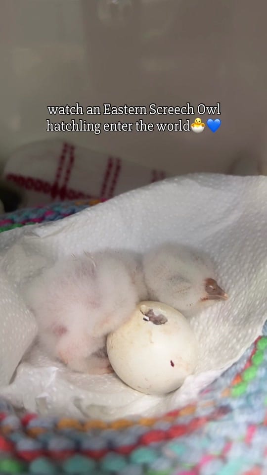 Post 6 by BuschWildlifeSanctuary on TikTok (video)