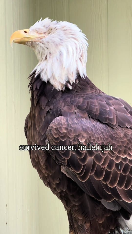Post 4 by BuschWildlifeSanctuary on TikTok (video)