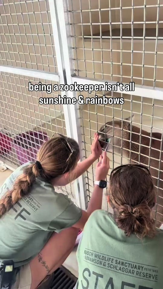 Post 3 by BuschWildlifeSanctuary on TikTok (video)
