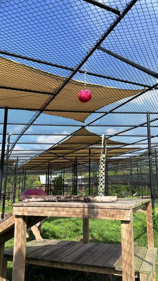 Post 7 by BuschWildlifeSanctuary on TikTok (video)
