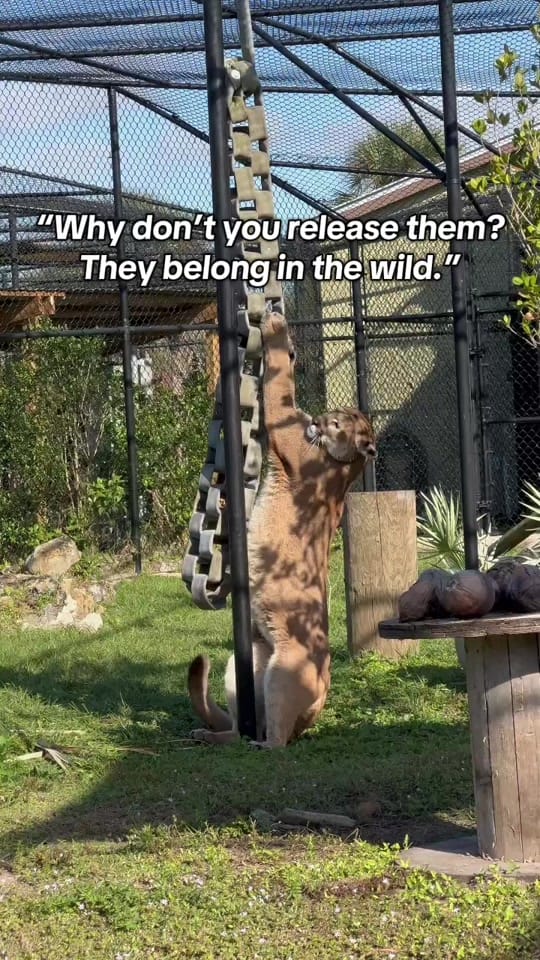 Post 8 by BuschWildlifeSanctuary on TikTok (video)