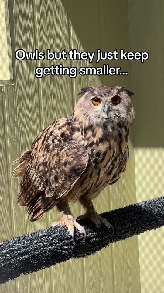Post 9 by BuschWildlifeSanctuary on TikTok (video)