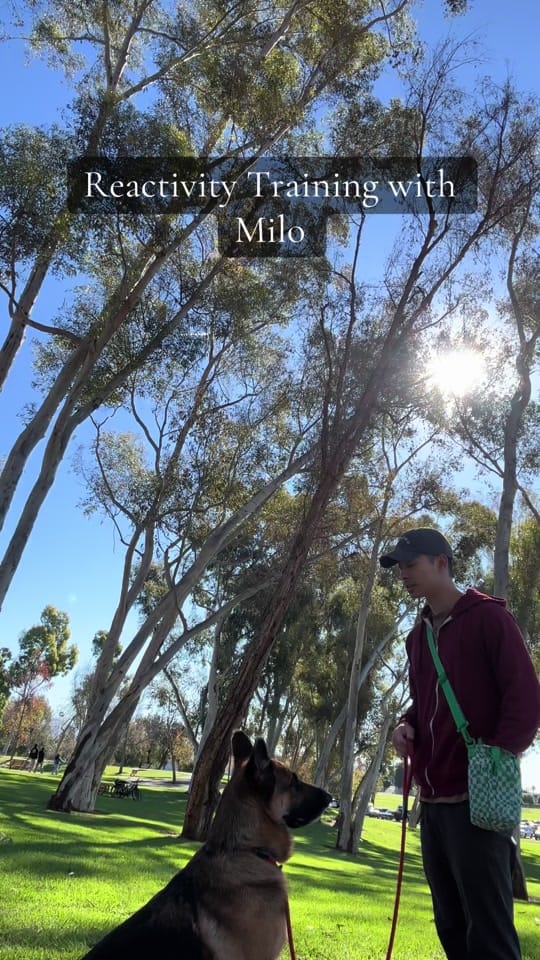 Post 4 by Mark Wang on TikTok (video)