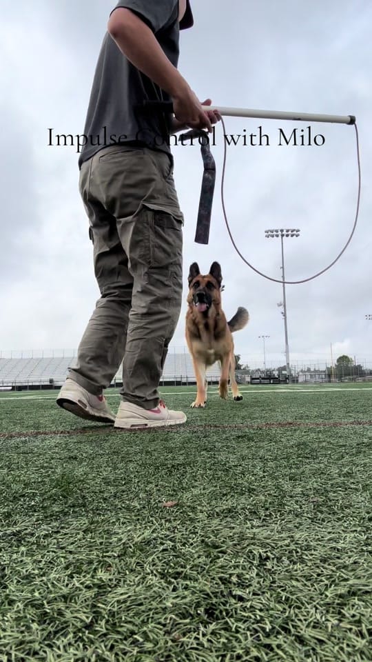 Post 6 by Mark Wang on TikTok (video)