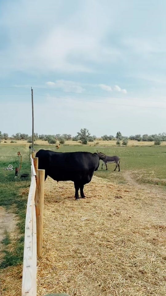 Post 10 by Darrah on TikTok (video)