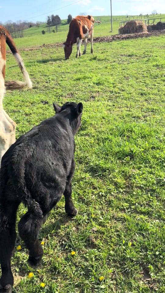Post 7 by Stonewall Dairy on TikTok (video)