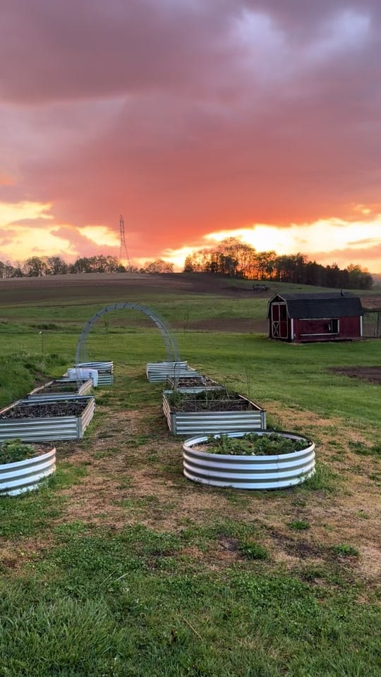 Post 4 by Stonewall Dairy on TikTok (video)
