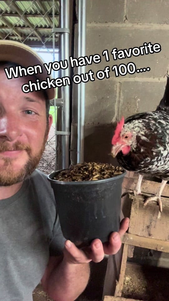 Post 2 by Stonewall Dairy on TikTok (video)