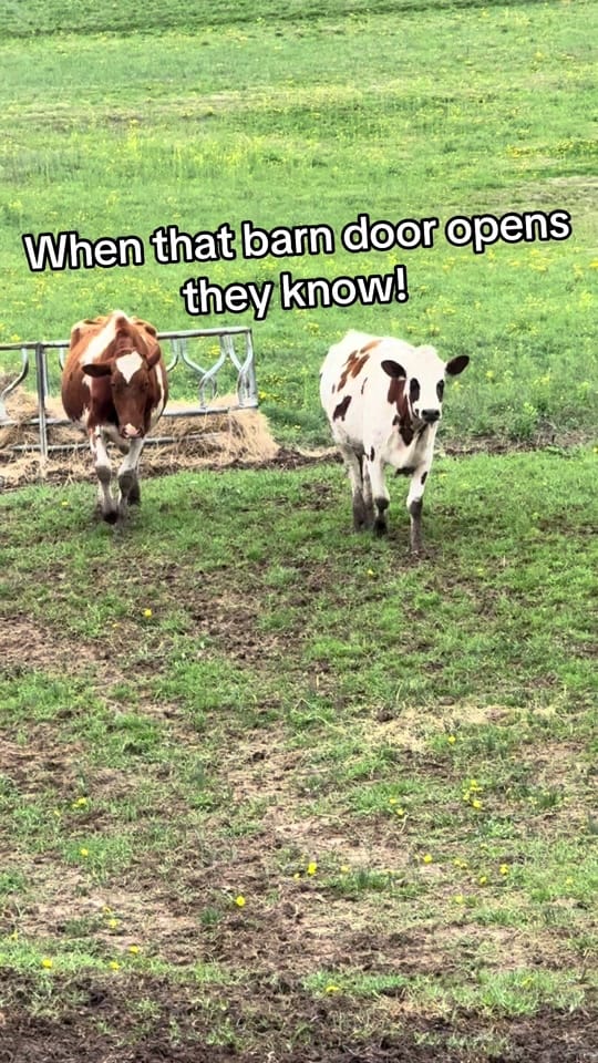 Post 8 by Stonewall Dairy on TikTok (video)