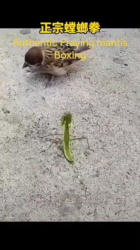 Post 7 by kung fu on TikTok (video)