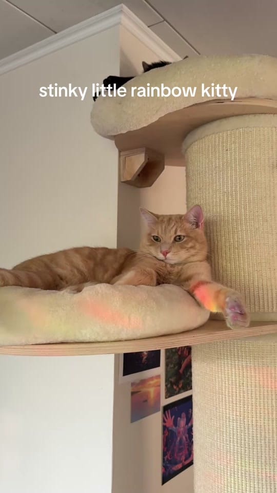 Post 1 by ⋆˚꩜｡ W H E L S Y ⋆˚꩜｡ on TikTok (video)