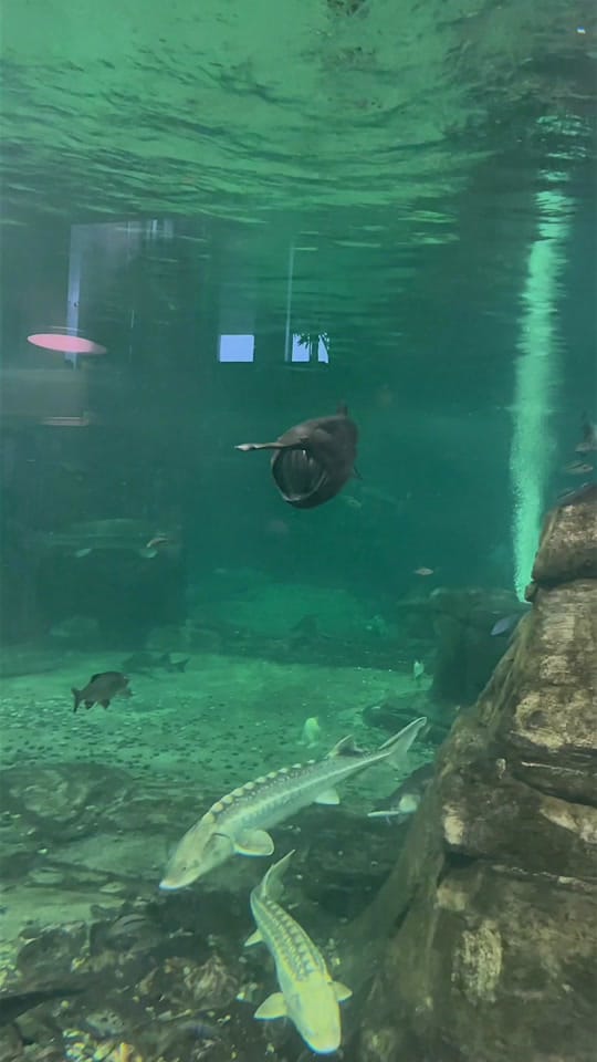 Post 8 by rodneysfishtank on TikTok (video)