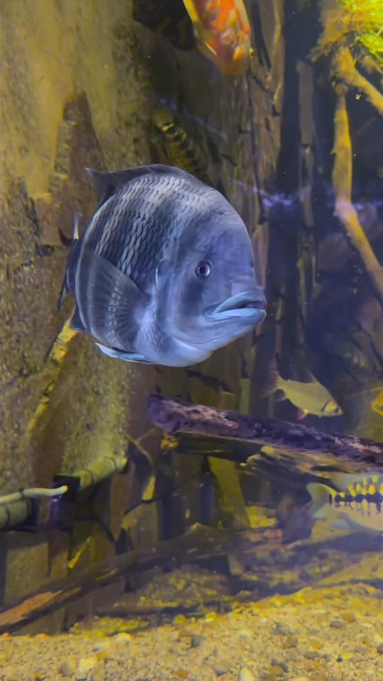 Post 4 by rodneysfishtank on TikTok (video)