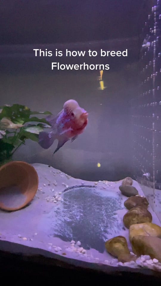 Post 10 by rodneysfishtank on TikTok (video)