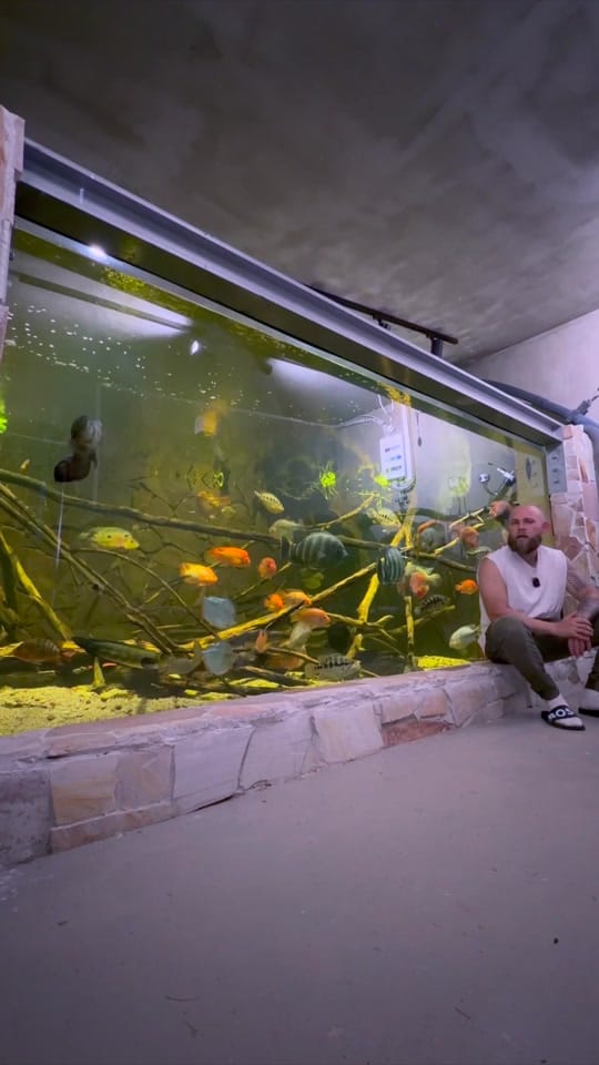 Post 7 by rodneysfishtank on TikTok (video)