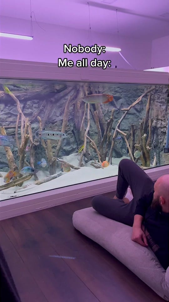 Post 9 by rodneysfishtank on TikTok (video)