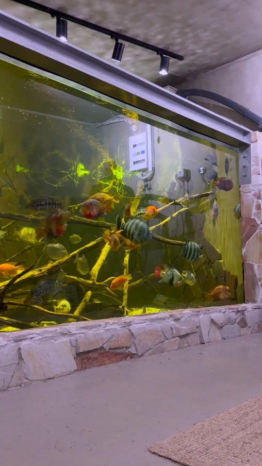 Post 6 by rodneysfishtank on TikTok (video)