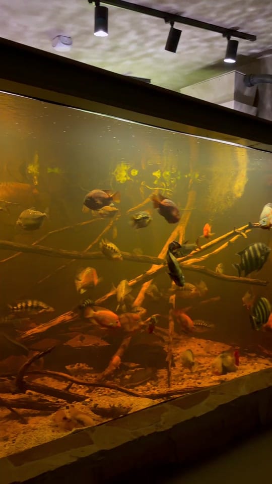 Post 1 by rodneysfishtank on TikTok (video)