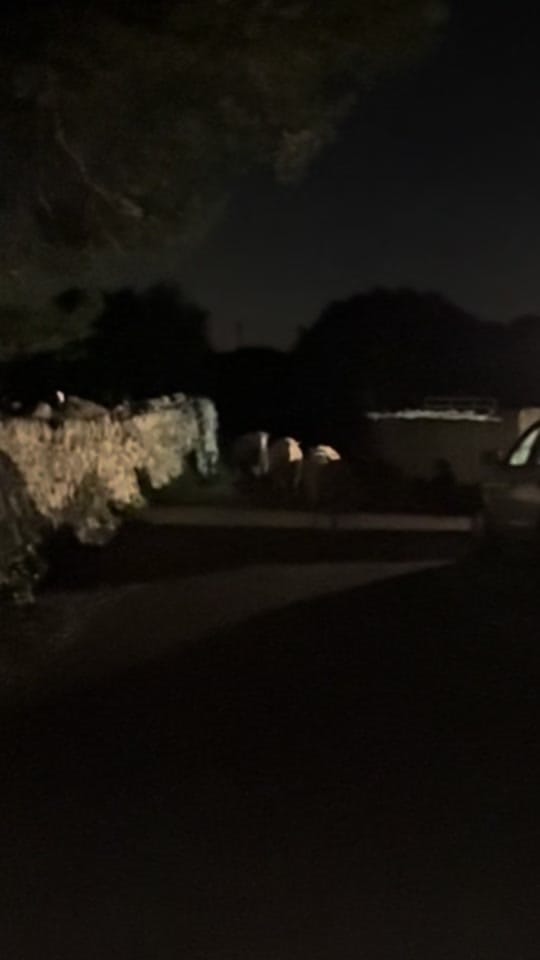 Post 5 by Nerea Soler on TikTok (video)