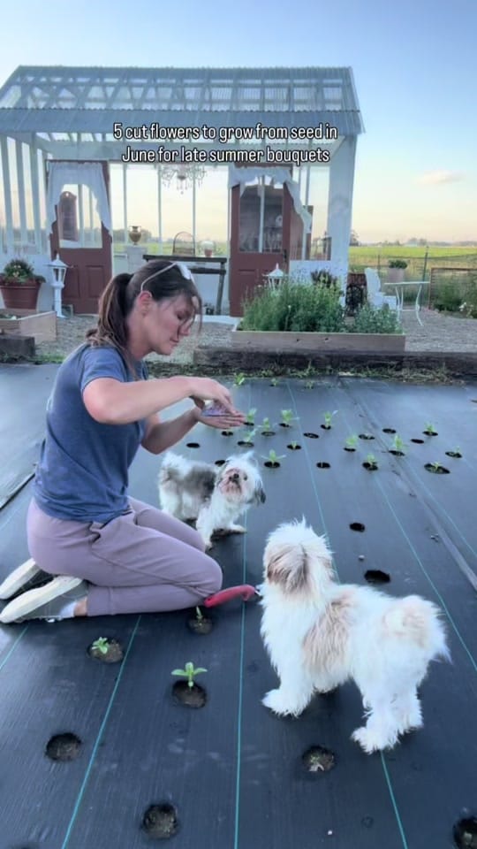 Post 1 by Rosalind Yoder- Gardener on TikTok (video)