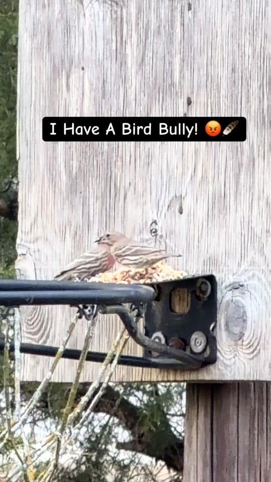 Post 9 by 🧡Charlie Fowler🧡 on TikTok (video)