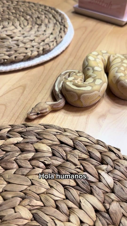 Post 3 by D’princesstysonessentials on TikTok (video)