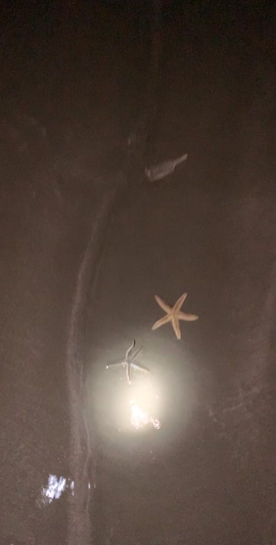 Post 5 by Welch on TikTok (video)