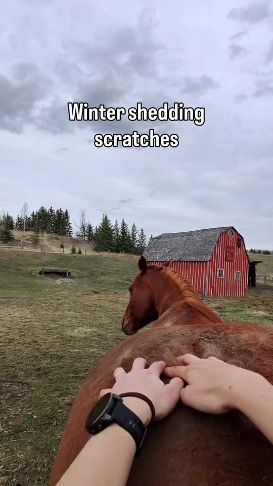 Post 4 by Jodie Morton on TikTok (video)