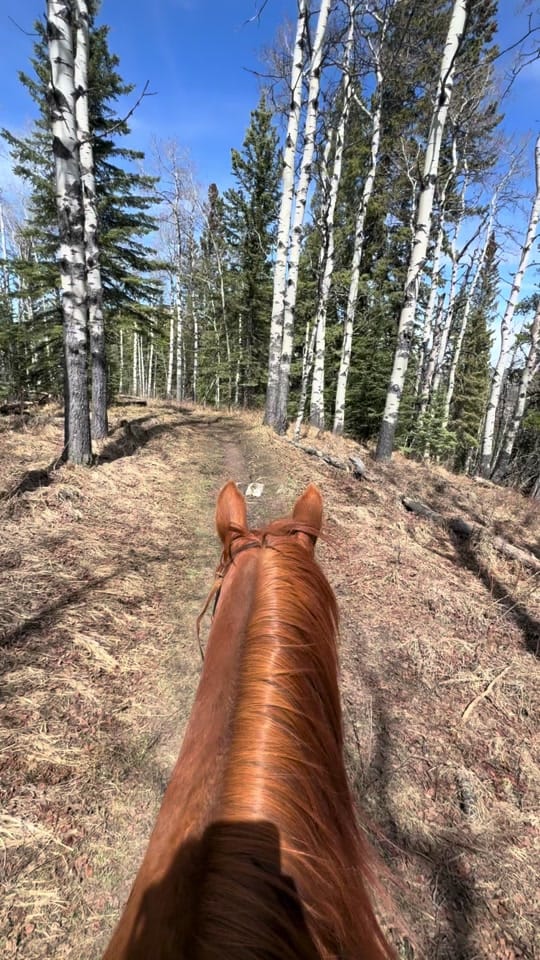 Post 3 by Jodie Morton on TikTok (video)