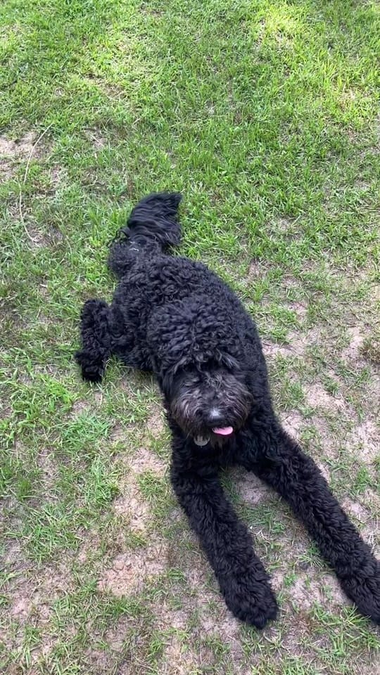 Post 2 by Zeuz on TikTok (video)