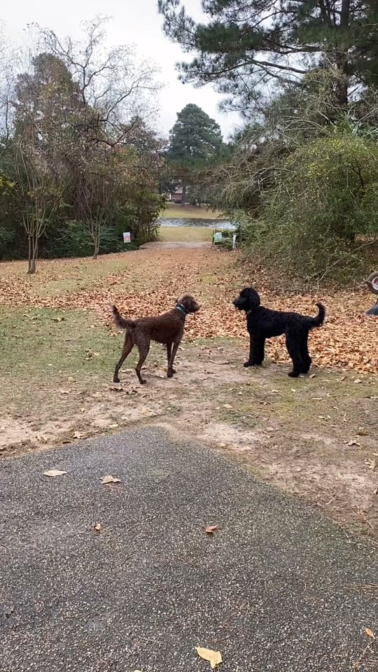 Post 6 by Zeuz on TikTok (video)