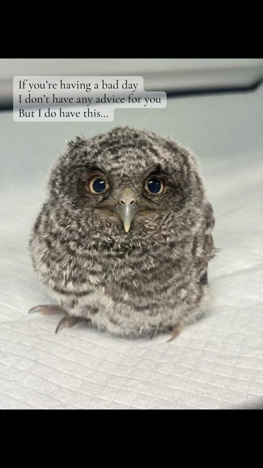Post 3 by OhioBirdSanctuary on TikTok (video)