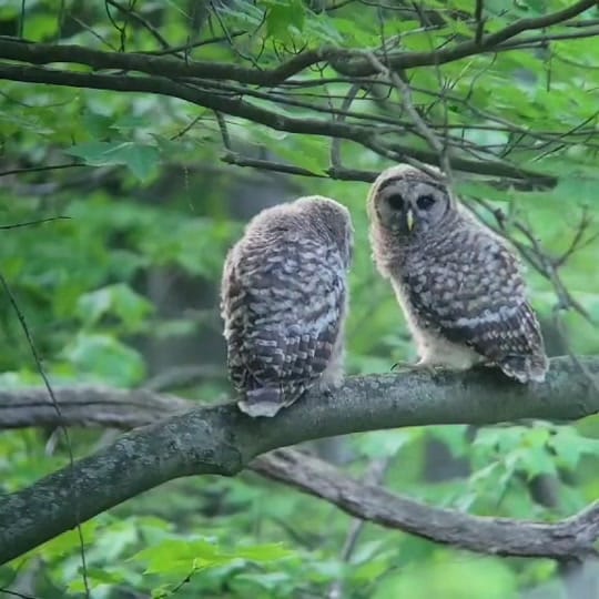 Post 2 by OhioBirdSanctuary on TikTok (video)