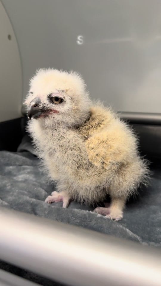 Post 5 by OhioBirdSanctuary on TikTok (video)