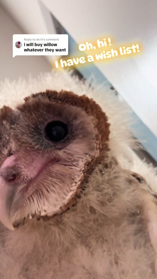 Post 7 by OhioBirdSanctuary on TikTok (video)